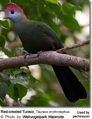 Red-crested Turaco, Tauraco erythrolophus