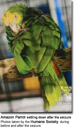 Amazon Parrot Rescued