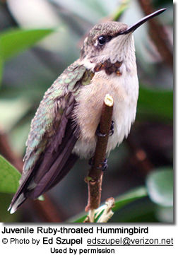 Juvenile Ruby-throated Hummingbird
