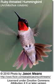 Ruby-throated Hummingbird (Archilochus colubris