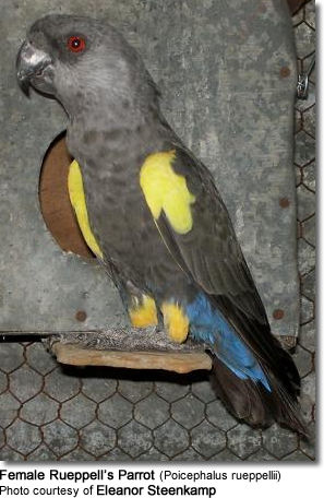 Rueppell's Parrot or Rüppell's Parrot (Poicephalus rueppellii)