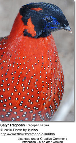 Satyr Tragopan Tragopan satyra