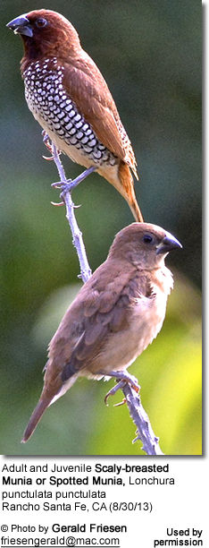 Adult and Juvenile Scaly-breasted Munia or Spotted Munia, Lonchura punctulata punctulata