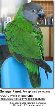 Senegal Parrot, Poicephalus senegalus