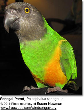 Senegal Parrot, Poicephalus senegalus