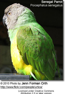 Senegal Parrot (Poicephalus senegalus)