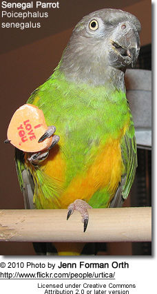 Senegal Parrot (Poicephalus senegalus)