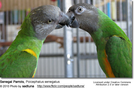 Senegal Parrots, Poicephalus senegalus