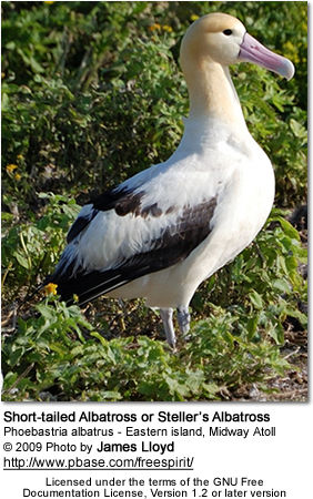 Short-tailed Albatross or Steller's Albatross, Phoebastria albatrus