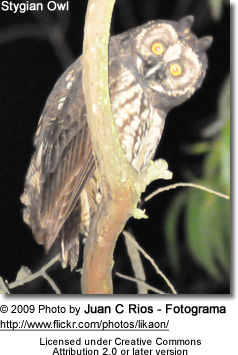 Stygian Owl