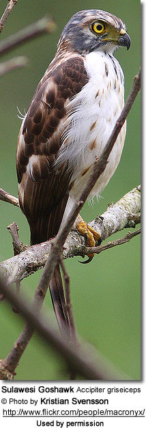 Sulawesi Goshawk Accipiter griseiceps