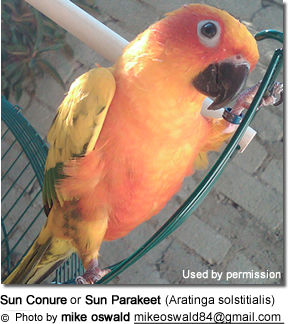 Sun Conure or Sun Parakeet (Aratinga solstitialis)
