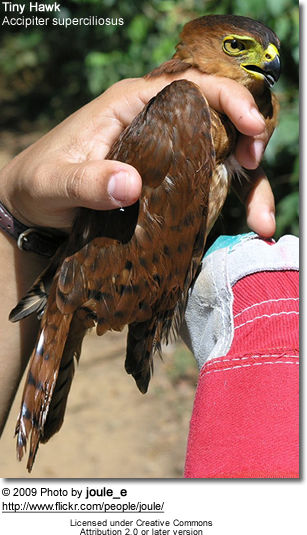 Tiny Hawk