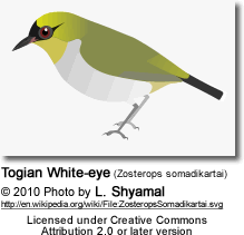 Togian White-eye (Zosterops somadikartai)