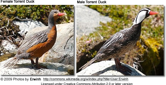 Torrent Ducks - First Female, Second Male