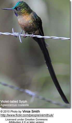 Violet-tailed Sylph, Aglaiocercus coelestis