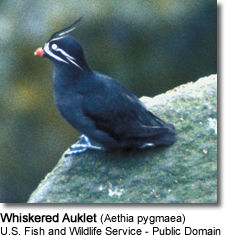 Whiskered Auklet (Aethia pygmaea)
