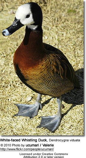 White-faced Whistling Duck, Dendrocygna viduata