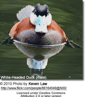 White-headed Duck (Oxyura leucocephala)