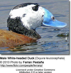 Male White-headed Duck (Oxyura leucocephala)