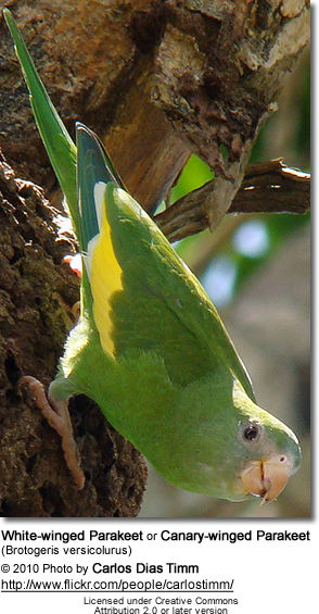 White-winged Parakeets or Canary-winged Parakeets (Brotogeris versicolurus)