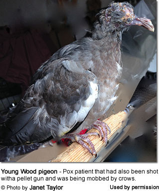 Wood Pigeon with Avian Pox