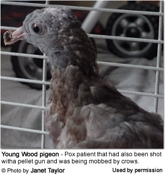 Wood Pigeon with Avian Pox