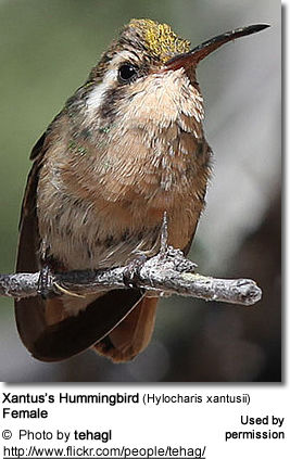 Xantus’s Hummingbird (Hylocharis xantusii) Female