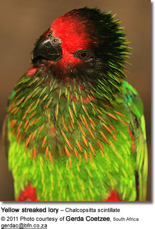 Yellow streaked lory – Chalcopsitta scintillate
