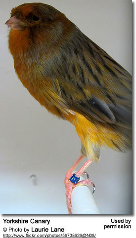 YorkshireCanary