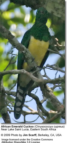 African Emerald Cuckoos