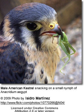 American Kestrel male with snack