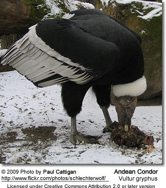 Andean Condor - eating