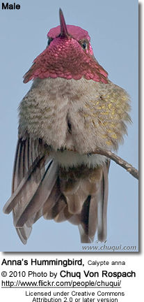 Anna's Hummingbird