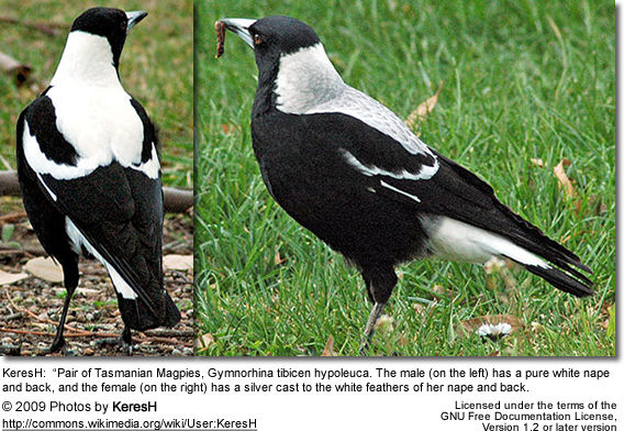 Indigenous Give vækstdvale Australian Magpies | Beauty of Birds