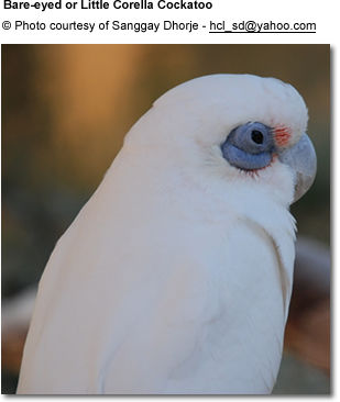 baby bare eyed cockatoo