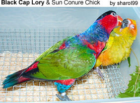 Black-cap Lory