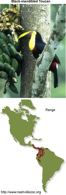 Black-mandibled Toucan