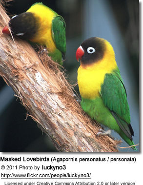 Masked Lovebird