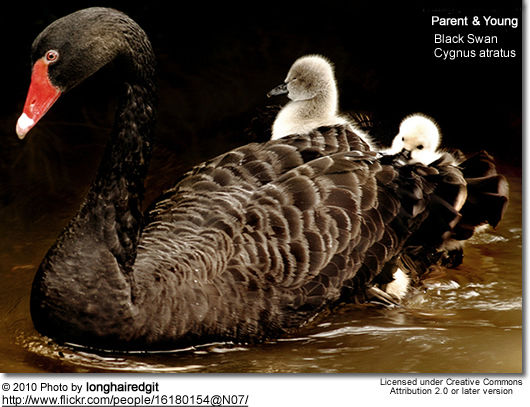 Swans | Beauty of Birds