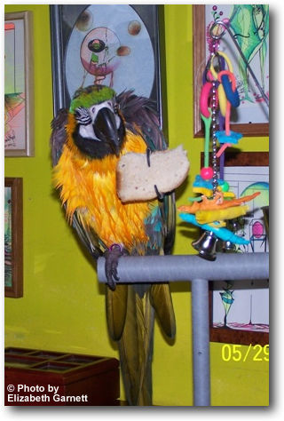 Pet Macaw