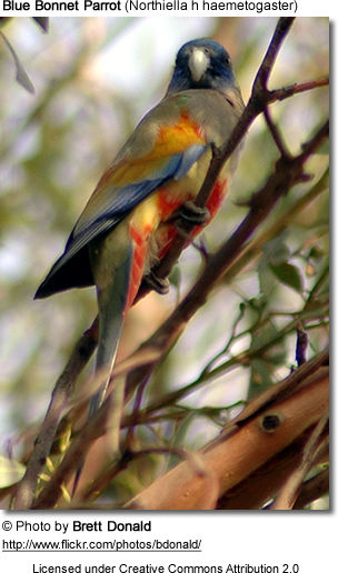 Blue Bonnet Parrot