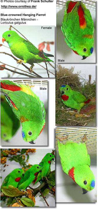 Blue-crowned Hanging Parrots