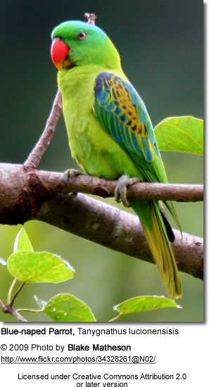 Blue-naped Parrot