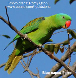 Blue-naped Parrot