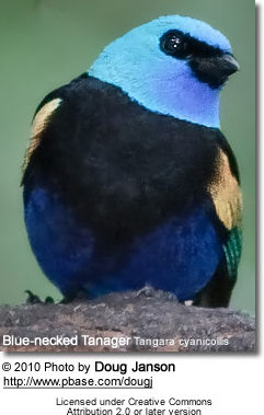 Blue-necked Tanager