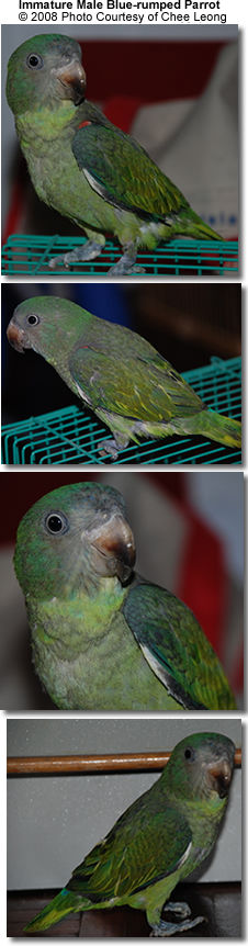 Blue-rumped Parrots
