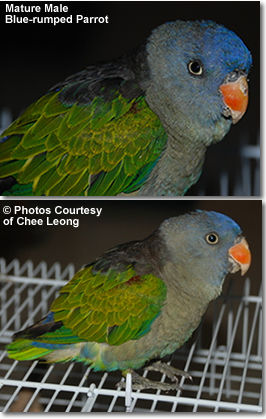 Male Blue-rumped Parrot