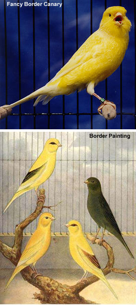Border Canaries