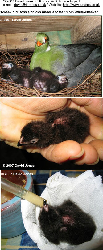 Breeding Turacos